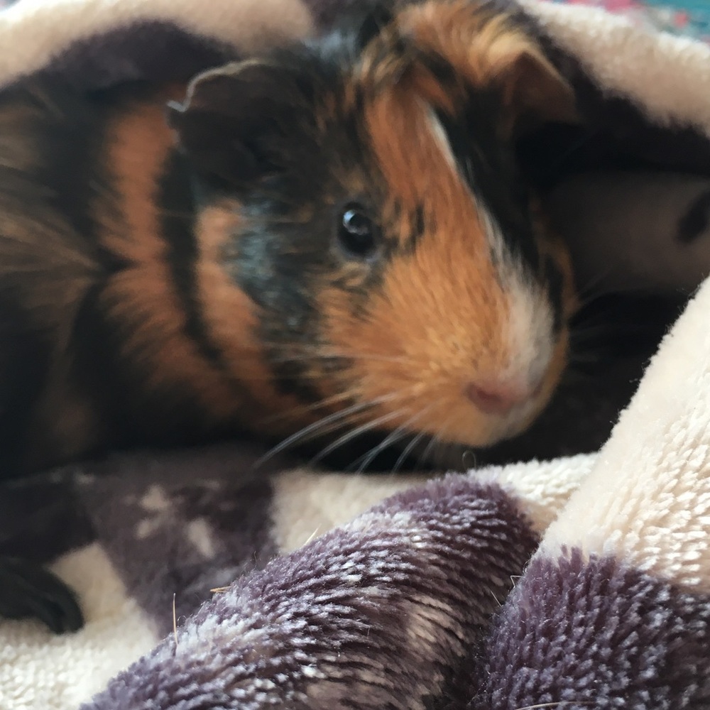 Meet your Posher, Kyleigh